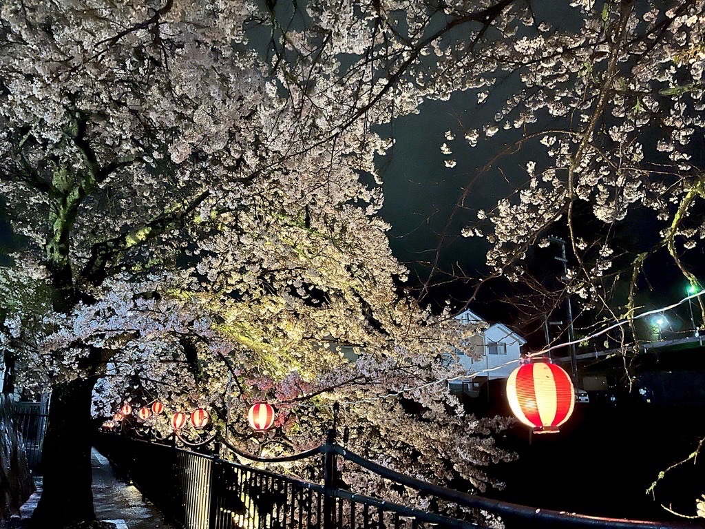 提灯の灯りに照らされた夜桜