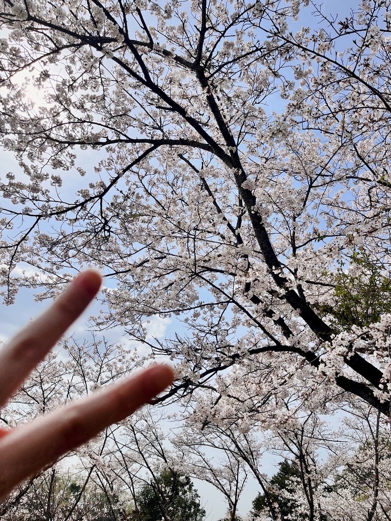 昼の桜の下でピースをする手