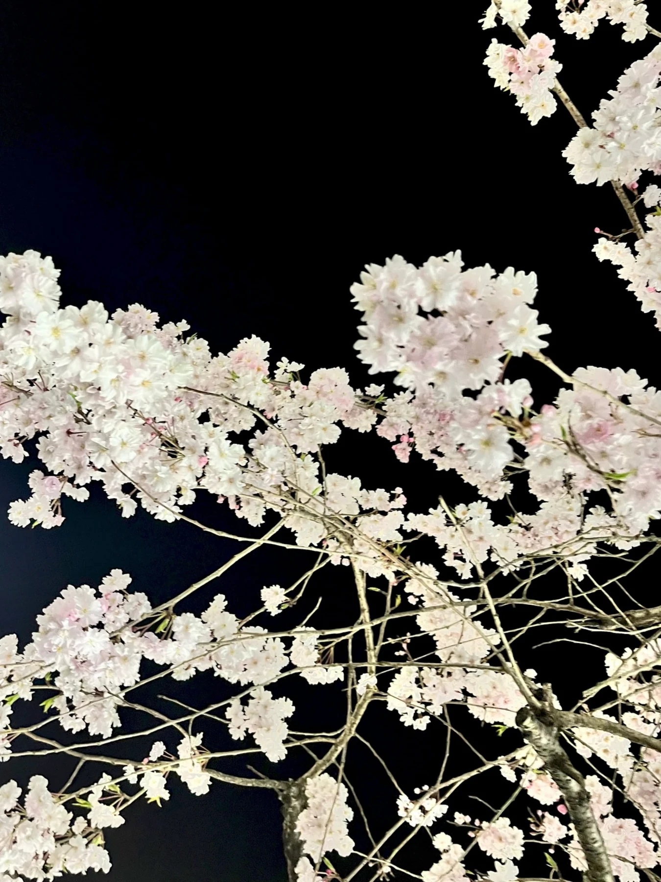 夜空に咲く桜